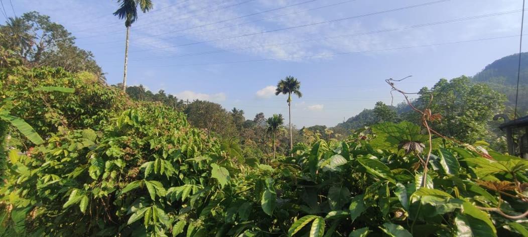 Riya Home Stay Munnar Anaviratty エクステリア 写真